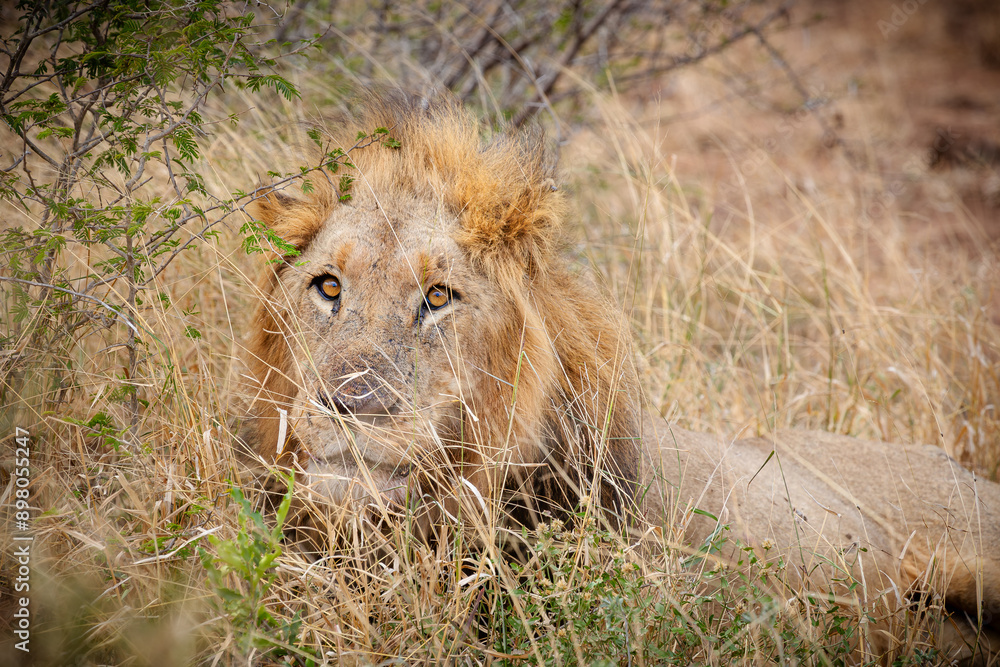 A male lion lying in the long grass after a meal and focusing its yellow intently on something ahead of it as it recovers from eating a big meal in the Kruger National Park in South Africa. A male lion lying in the long grass after a meal and focusing its yellow intently on something ahead of it as it recovers from eating a big meal in the Kruger National Park in South Africa.