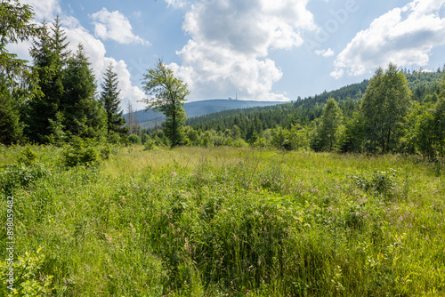 Sommerlicher Wanderweg vom Ilsetal nach Plessenburg im Harz mit Blick auf den Brocken