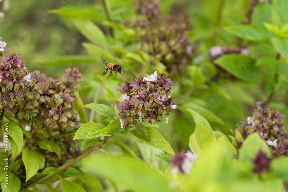 Fototapeta premium close up bee on basil flower