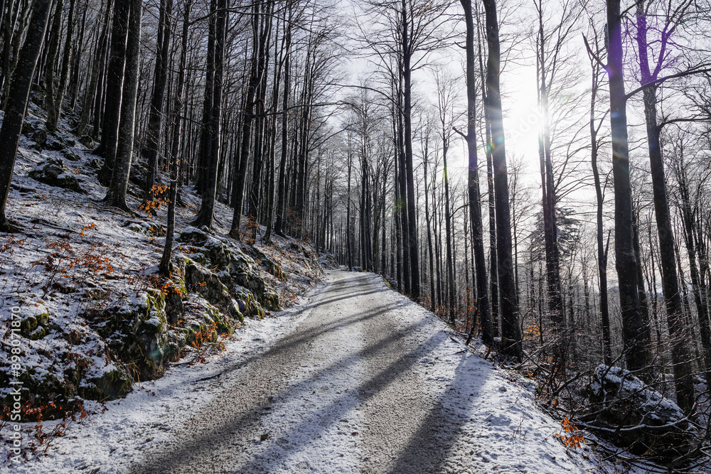 ampia vista panoramica su di una bellissima foresta in Slovenia durante una mattina, in inverno, illuminata dal sole e ricoperta di neve e ghiaccio