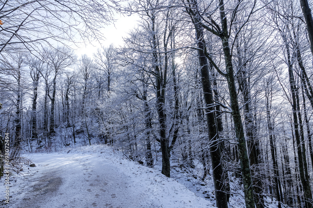 ampia vista panoramica su di una bellissima foresta in Slovenia durante una mattina, in inverno, illuminata dal sole e ricoperta di neve e ghiaccio