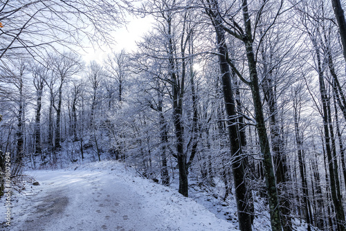 Obraz na płótnie ampia vista panoramica su di una bellissima foresta in Slovenia durante una mattina, in inverno, illuminata dal sole e ricoperta di neve e ghiaccio w salonie