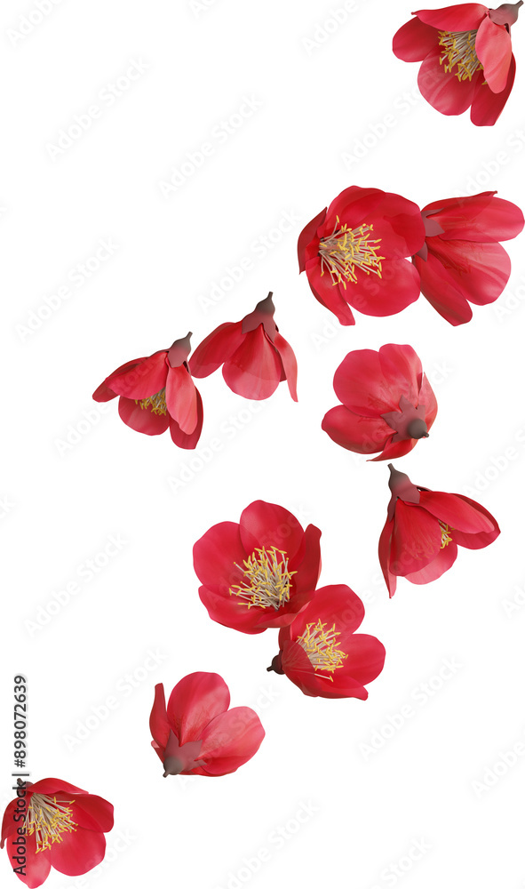falling cherry blossom flower falling cherry blossom flower