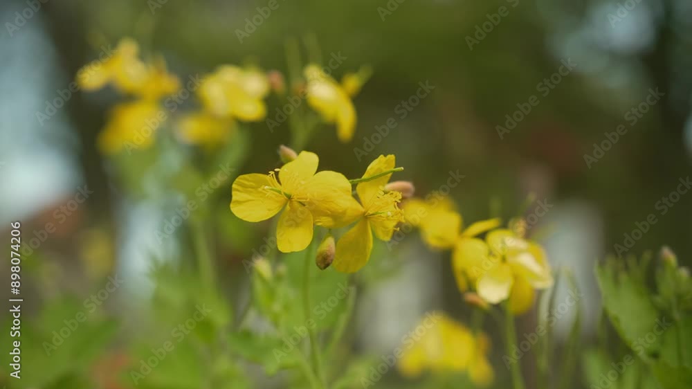 Celandine Blooms in the Summer Sun. Close up. Celandine Blooms in the Summer Sun. Close up.
