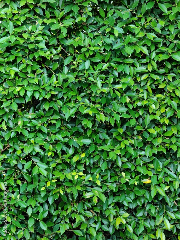 Green leaves with texture,foliage nature green background Green leaves with texture,foliage nature green background