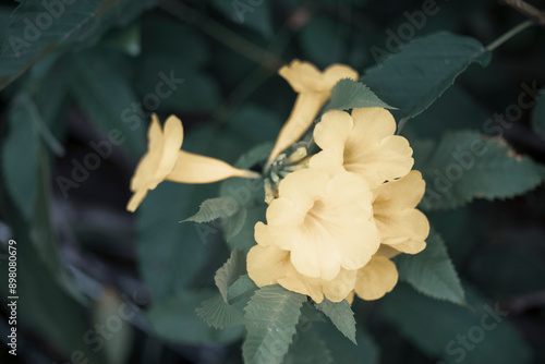 Tecoma stans Can adapt well to many different growing conditions. The Tecoma stans likes light, watering moderately photo