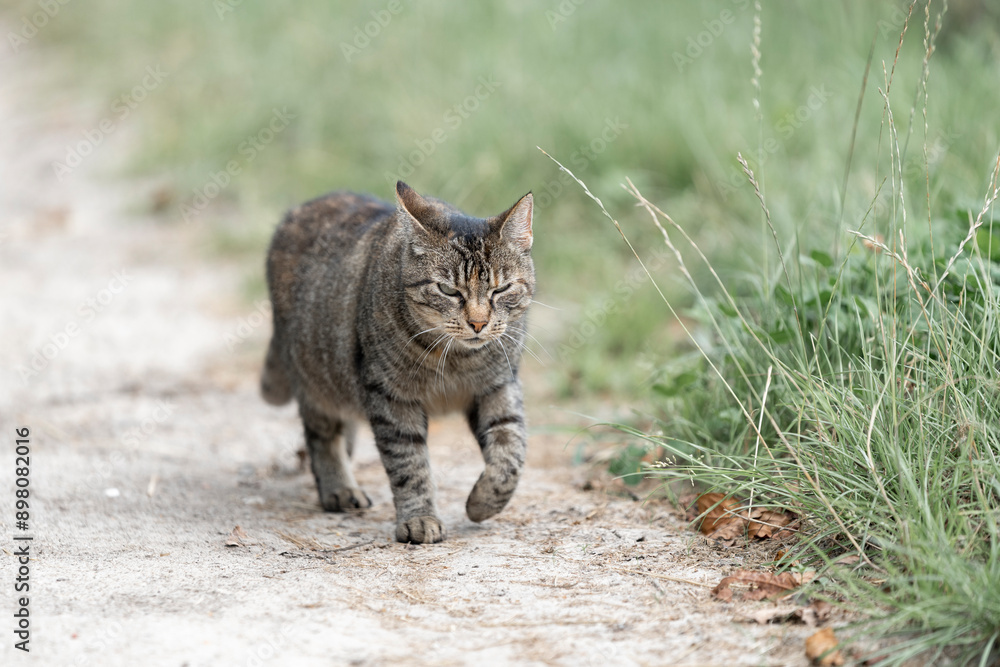 Obraz premium cat walking chill in green