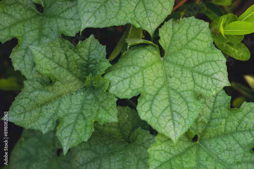 background. Luffa cylindrica (Sponge gourd, dry loofah, Vegetable, slightly cold taste; Luffa cylindrica has the effect,