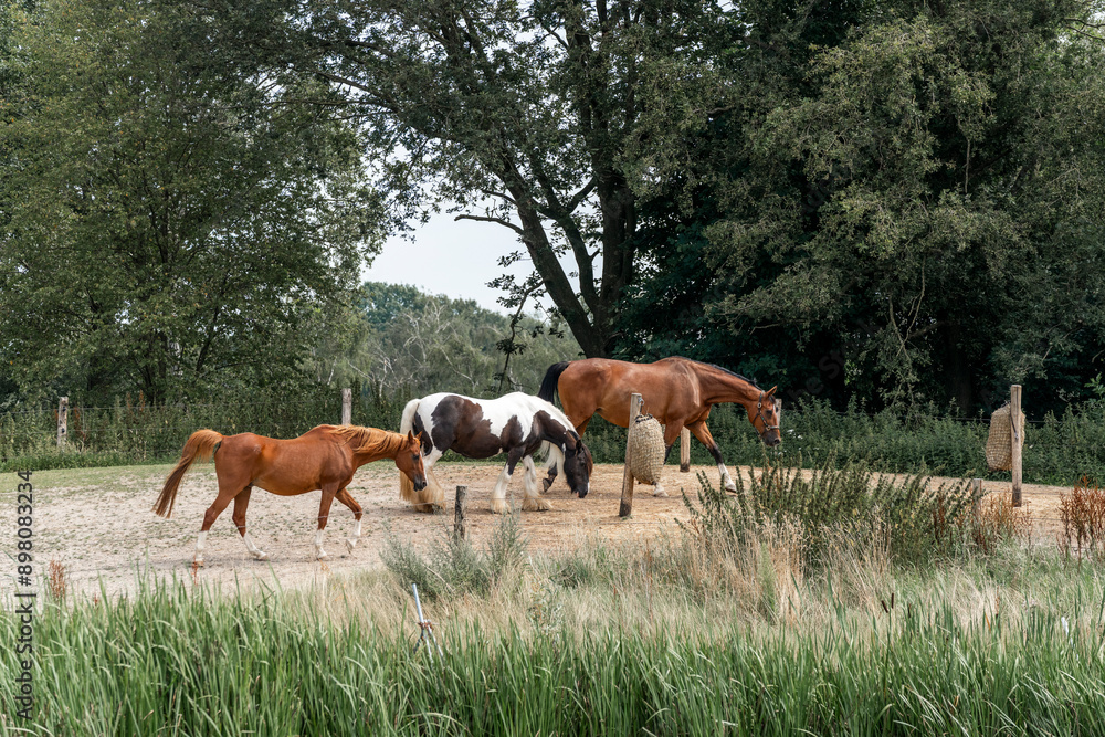 horses in paddock paradise natural habitat environment living their best life horses in paddock paradise natural habitat environment living their best life