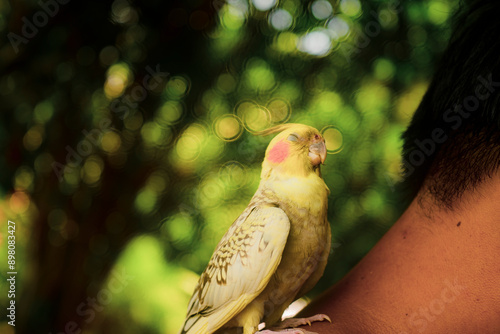 bars on the ventral surface of their tail feathers, yellow spots, Cockatiel Nymphicus typically occurring about six to nine months after hatching photo