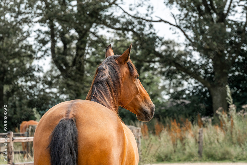 horses in paddock paradise natural habitat environment living their best life horses in paddock paradise natural habitat environment living their best life