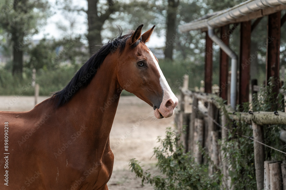 Fototapeta premium horses horse living in paddock paradise brown with blue eye
