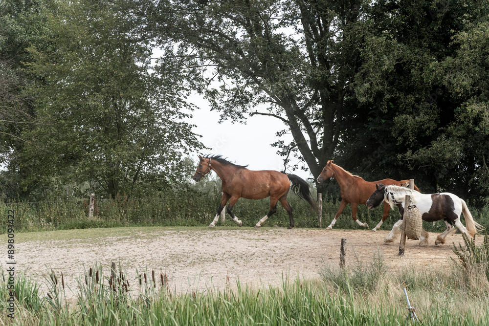 horses horse living in paddock paradise horses horse living in paddock paradise