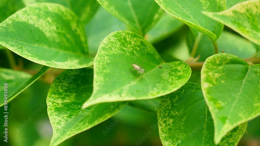 green leaves with spieder green leaves with spieder