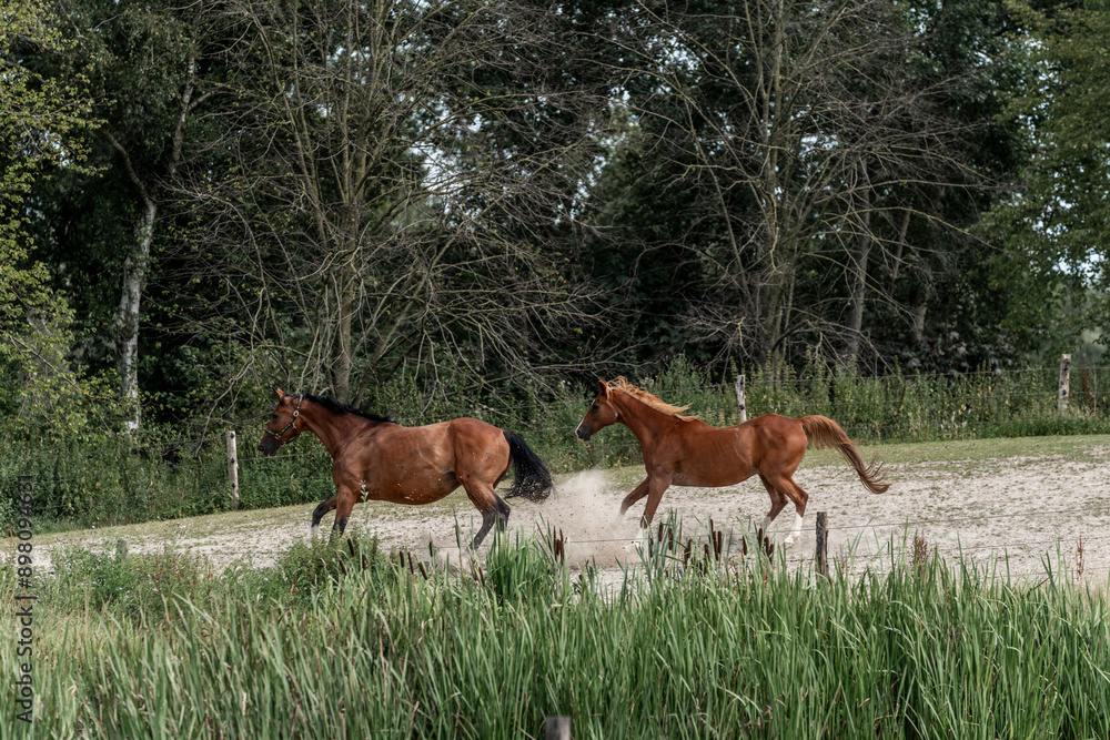 horses gallop run through paddock paradise horses gallop run through paddock paradise