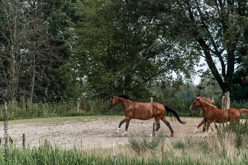 horses gallop run through paddock paradise