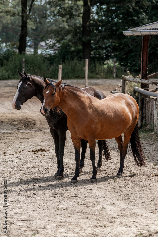 horses horse living in paddock paradise horses horse living in paddock paradise