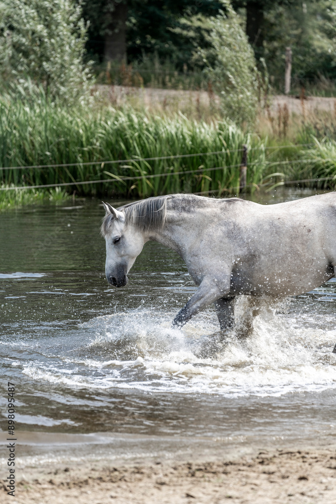 Fototapeta premium horse having fun in the water pretty beautiful animal splash pool 