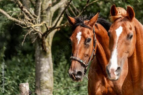 two horses in the field