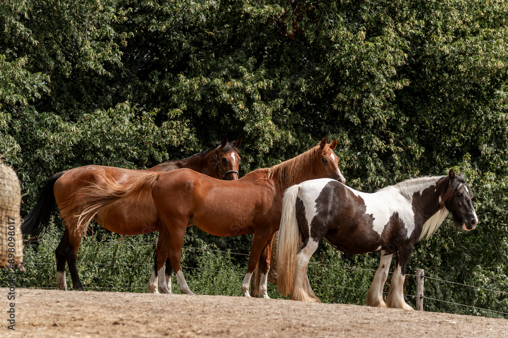 herd of horses paddock paradise happy herd of horses paddock paradise happy