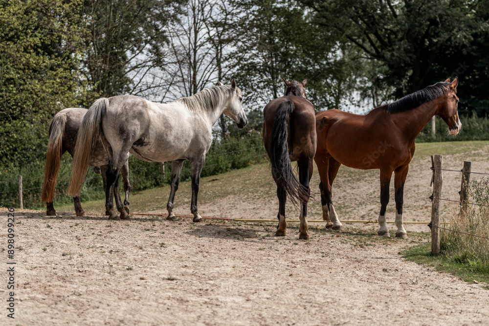Fototapeta premium two horses grazing in a field