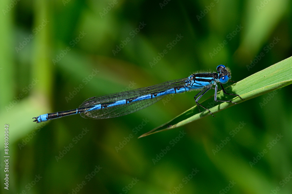Pokaljungfer, Saphirauge // Goblet-marked damselfly (Erythromma lindenii) - Yliki-See, Griechenland Pokaljungfer, Saphirauge // Goblet-marked damselfly (Erythromma lindenii) - Yliki-See, Griechenland