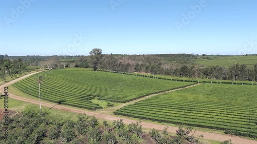 Wallpaper Mural Drone advancing over a plantation of yerba mate followed by a field of green tea Camellia sinensis. Torontodigital.ca