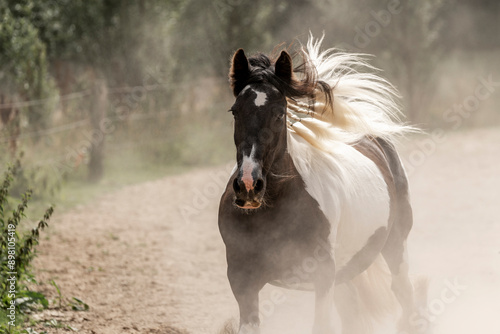 horse gypsy vanner irish cob running in paddock paradise photo