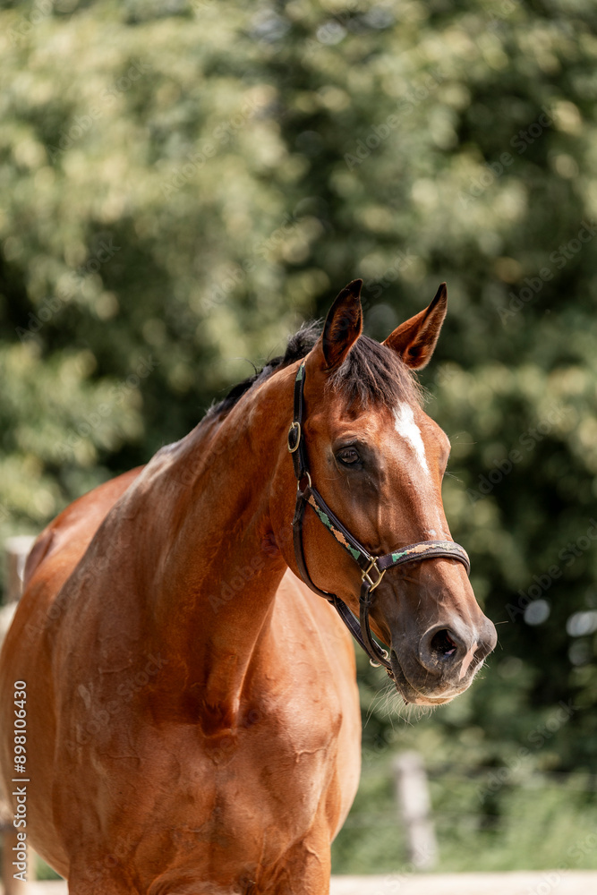 Beautiful big brown KWPN horse mare with halter and green Beautiful big brown KWPN horse mare with halter and green