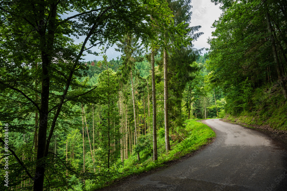Déforestation et crise des scolytes : l'avenir incertain des forêts vosgiennes Déforestation et crise des scolytes : l'avenir incertain des forêts vosgiennes