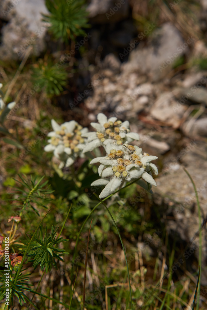 Edelweiss flower in closeup Edelweiss flower in closeup