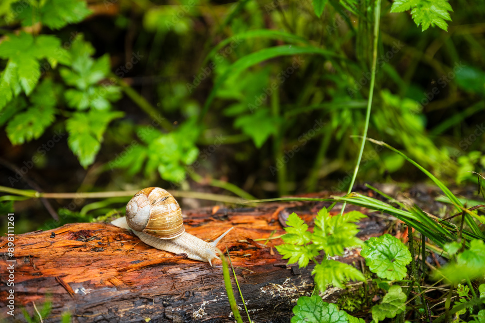 Écosystème forestier : un escargot progresse sur une branche en décomposition Écosystème forestier : un escargot progresse sur une branche en décomposition