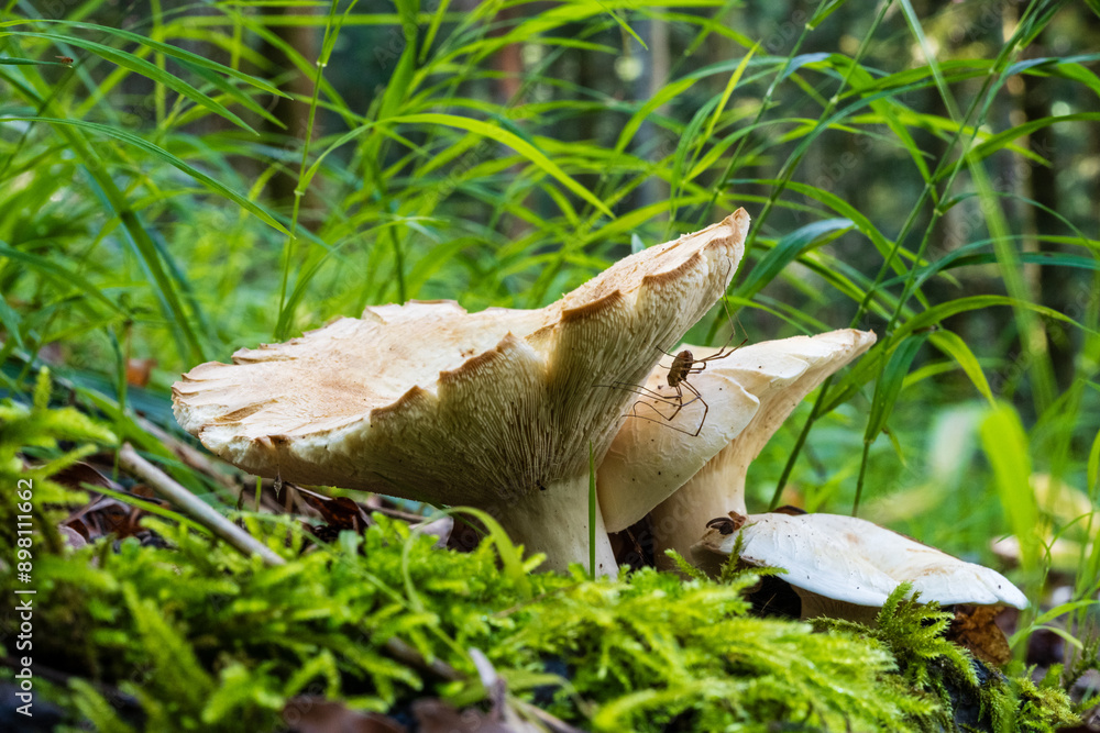 Les secrets de la forêt vosgienne : une araignée à l'affût sur son perchoir blanc, Grand Est, France