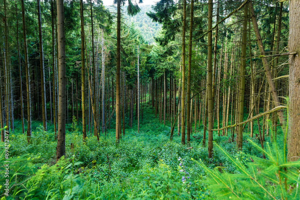 Forêt vosgienne en danger : une parcelle de jeunes conifères malade Forêt vosgienne en danger : une parcelle de jeunes conifères malade