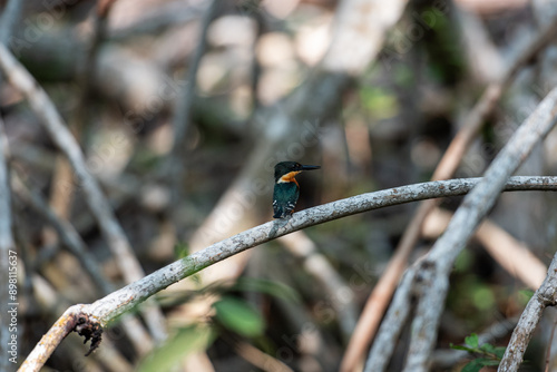 In the mangrove waiting for its birds, a world of colors photo