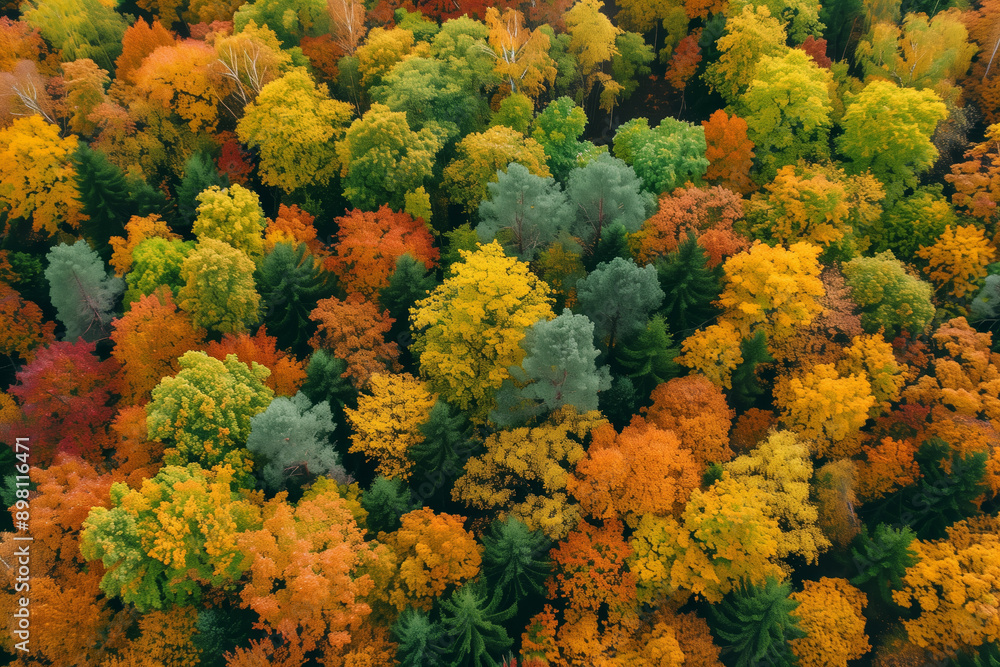 Aerial top view of autumn forest. Texture of forest view from above. Aerial top view of autumn forest. Texture of forest view from above.