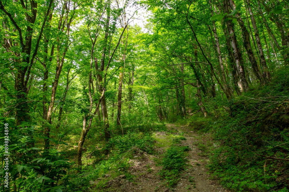 Dirt road in the forest in nature in summer Dirt road in the forest in nature in summer