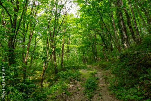 Dirt road in the forest in nature in summer