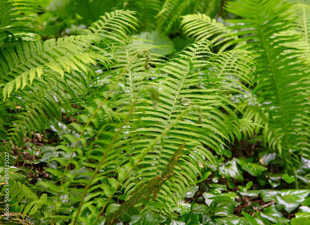 Green fern leaves in the forest Green fern leaves in the forest