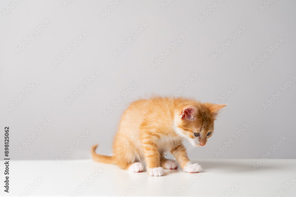 Beautiful funny playful domestic ginger kitten on a grey background Beautiful funny playful domestic ginger kitten on a grey background