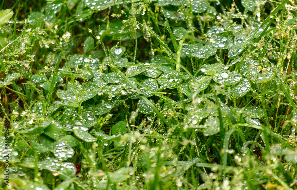 Water drops on green grass after rain Water drops on green grass after rain