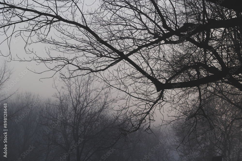 bosco di pianura nel nord est Italia, in inverno, nell'oscurità, nel tardo pomeriggio, avvolto da una nebbia fitta