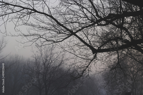 Obraz na płótnie bosco di pianura nel nord est Italia, in inverno, nell'oscurità, nel tardo pomeriggio, avvolto da una nebbia fitta w salonie