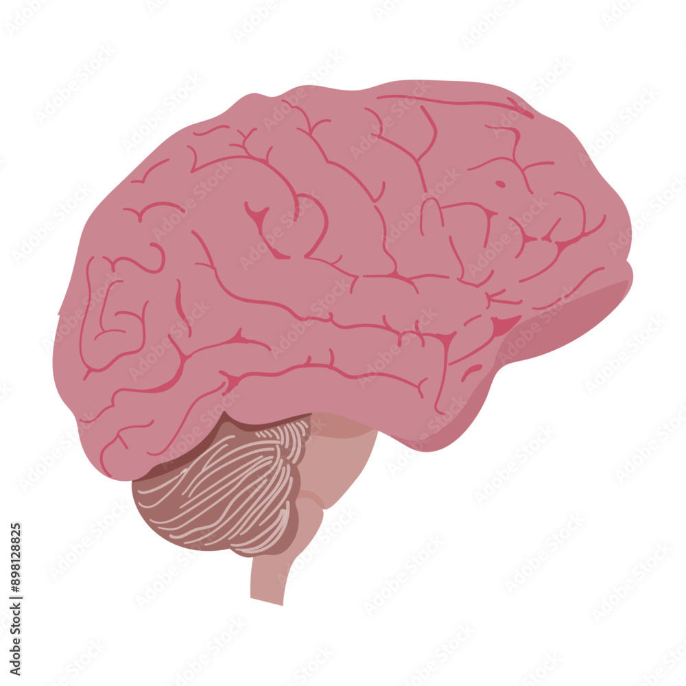 human brain vector isolated on white background human brain vector isolated on white background