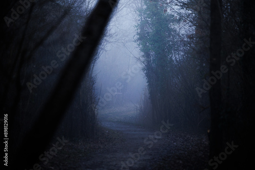 bosco di pianura nel nord est Italia, in inverno, nell'oscurità, nel tardo pomeriggio, avvolto da una nebbia fitta, con sfumature di colore blu