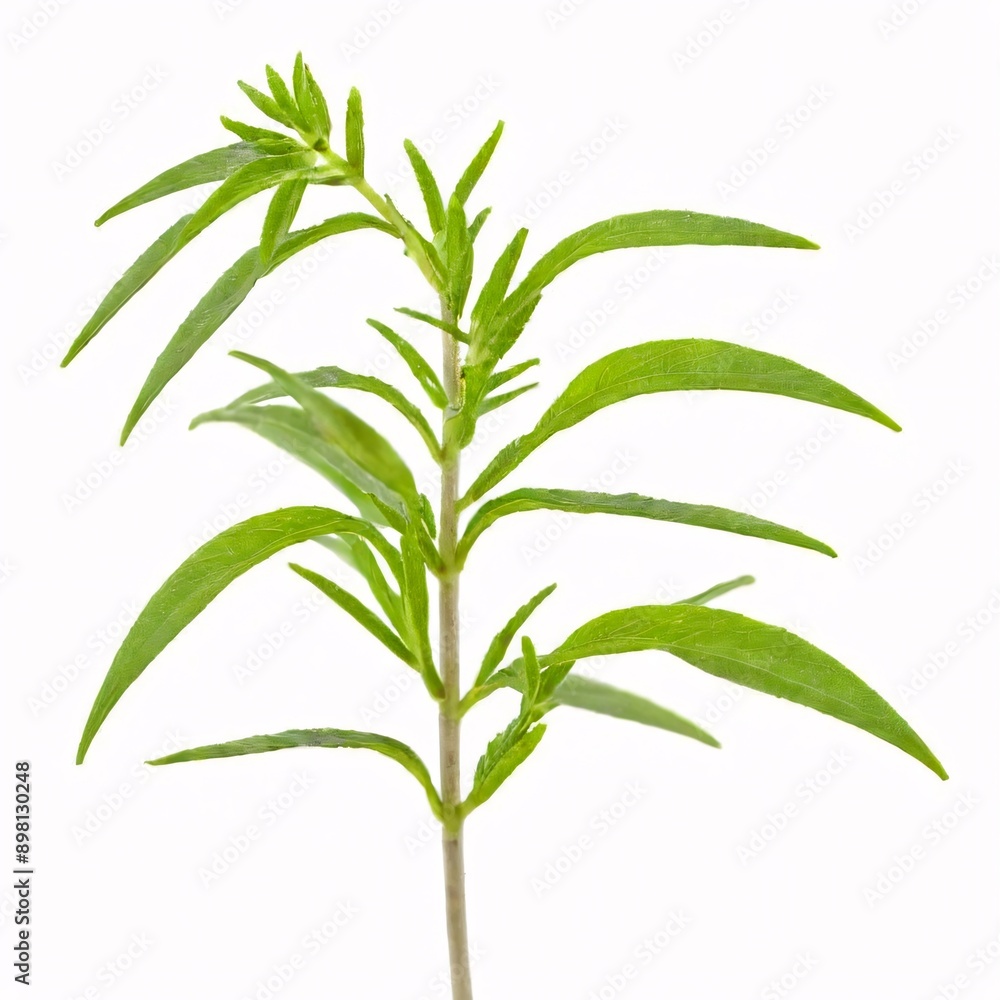 Fototapeta premium Lavender plant isolated on white background