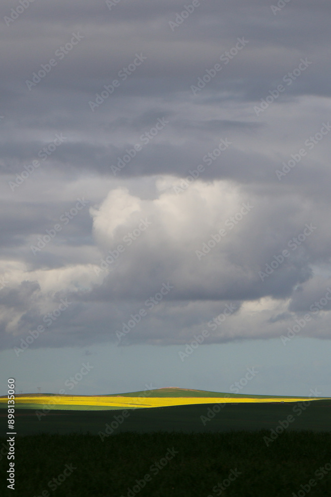 Obraz premium field under blue sky