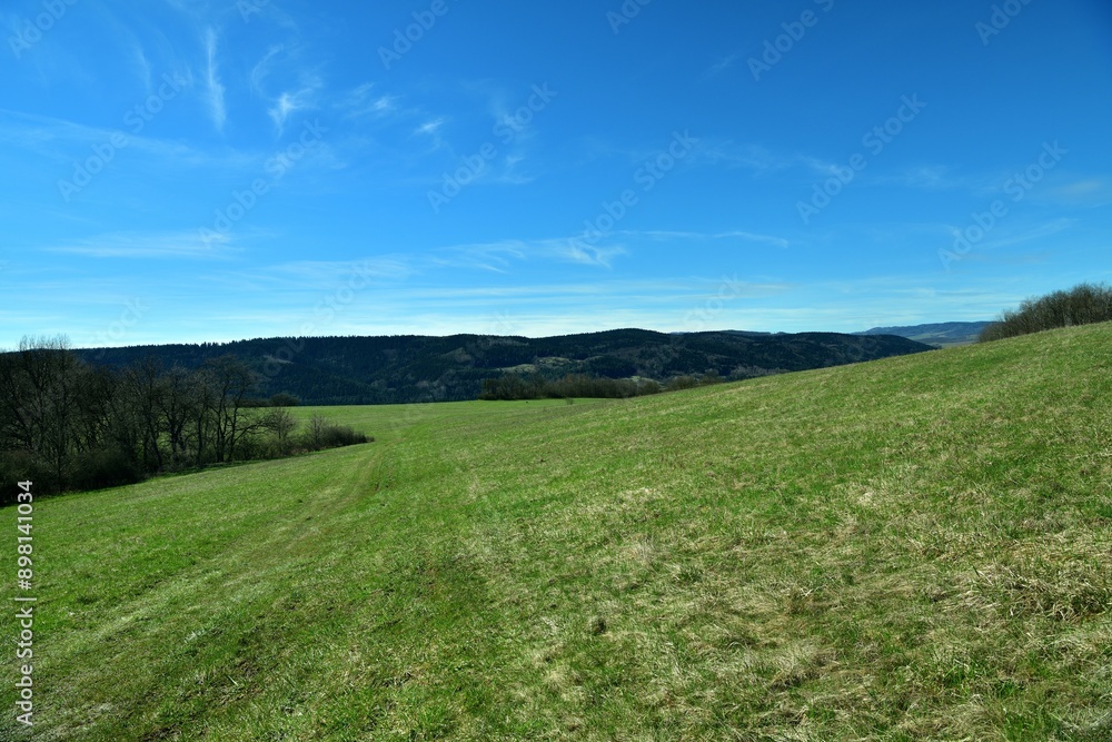 A view of a green meadow in the background of a blue sky and the edge of the forest
