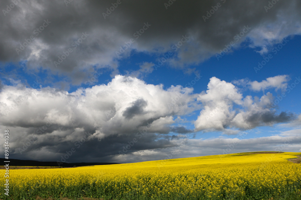 rapeseed field under blue sky rapeseed field under blue sky