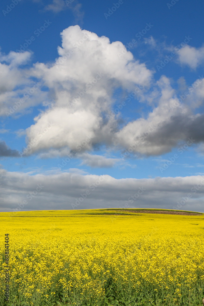 rapeseed field and sky rapeseed field and sky